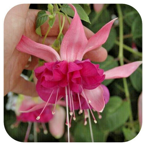 Fuchsia giant flowering bella - giant, 'bella