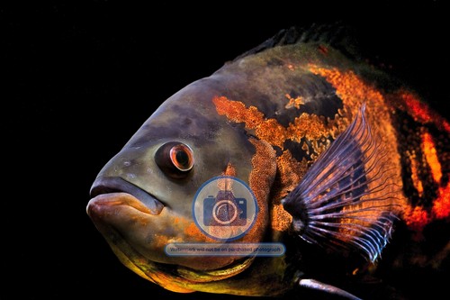 Oscar aquarium fish - oscar,
