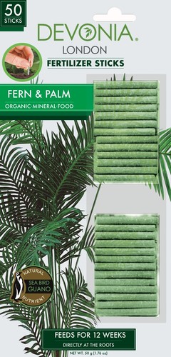 Fern palm plant - fern,