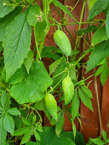 100 genuine achocha - 🌼, 100%