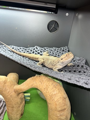 Grey reptile vivarium - grey, hammock