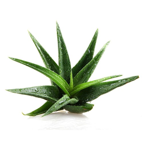 Aloe vera seeds medicinal - vera,