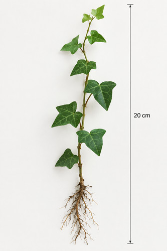 Hedera helix english - 5x, ivy