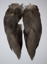 Complete set of Bronze Mallard Feathers from a Single Duck (64)