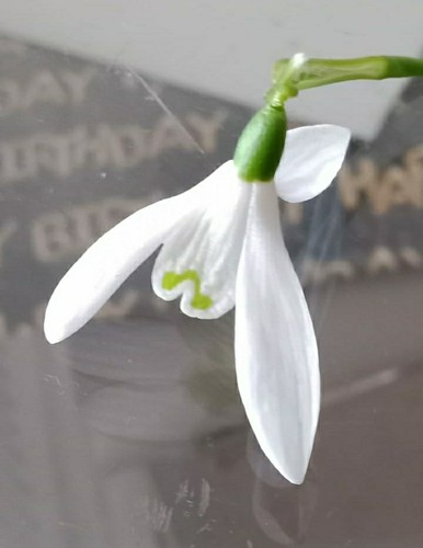 Very rare snowdrops galanthus - very,