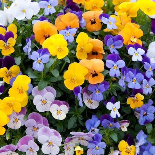 Pansy viola teardrops 20 x - pansy,
