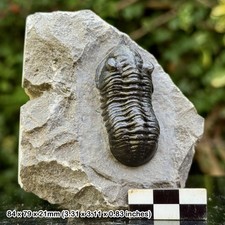 Morocanites malladoides A