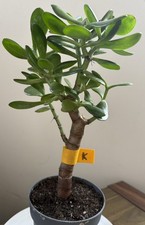 Crassula Ovata Jade Succulent