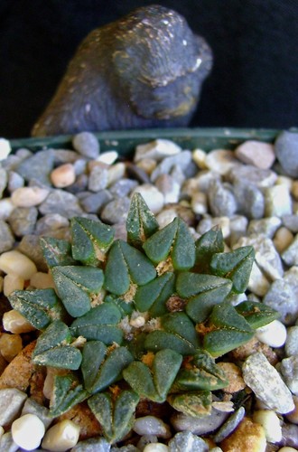 Ariocarpus kotschoubeyanus