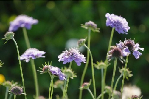 Small scabious seeds - scabious,
