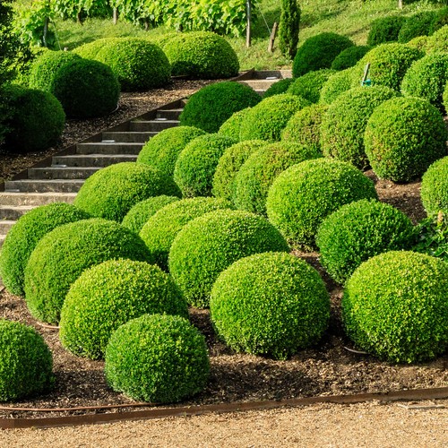 Buxus ball plant evergreen - buxus,