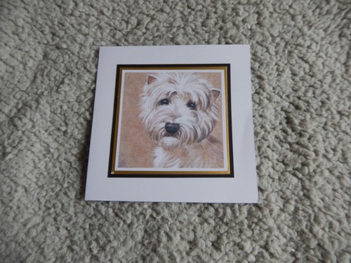 West highland terrier dog - west,