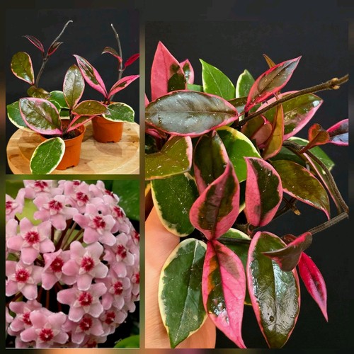 Hoya pink flamingo bushy - pink, flamingo.