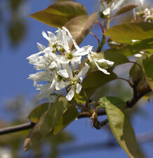 High Trunk Rock Pear Ballerina 100-125cm - Amelanchier