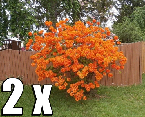 Orange azalea plant hardy - 2x,