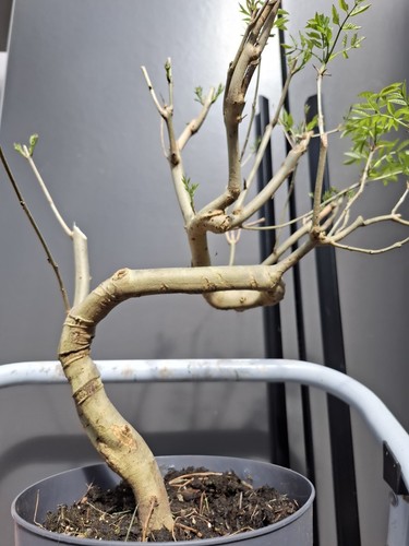 Part trained yamadori - yamadori, fraxinus