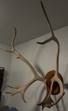 Vintage Caribou Antlers Professionally Mounted In Texas Not Shed Beautiful Rack