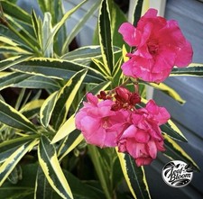 Oleander Variegated Double
