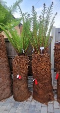 Dicksonia Antarctica Tree Ferns  CHUNKY 3.5ft  DIRT CHEAP PLANTS FB