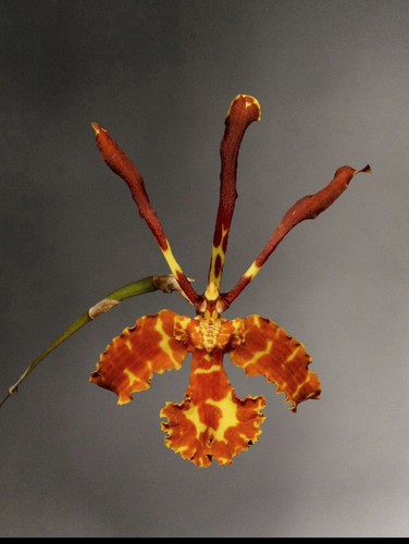 Psychopsis versteegiana sib - x,