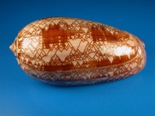 Oliva porphyria, Excellent Dark Pattern, Large, 107.8mm, Mexico Shell