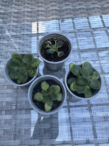 African violet bundle - african,