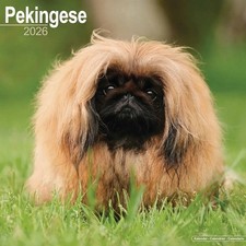 Pekingese Calendar 2026 - Dogs - Month To View