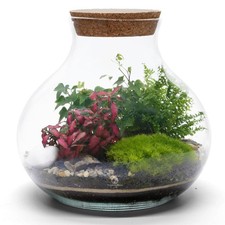 Terrarium Kit with Plants, H