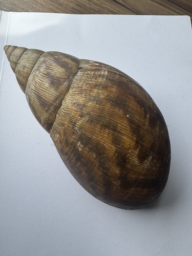 Giant african snail shell - giant,