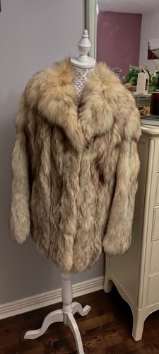 Stunning silver artic fox - stunning,