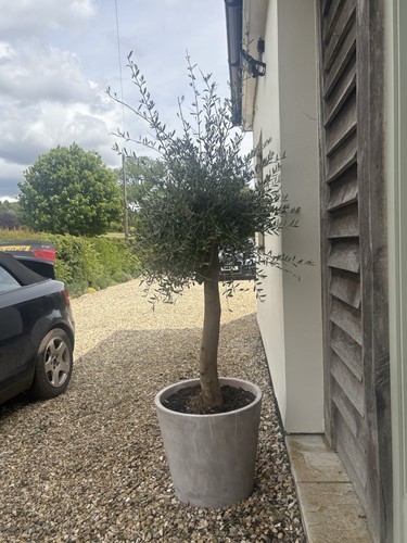 Olive tree potted - olive,