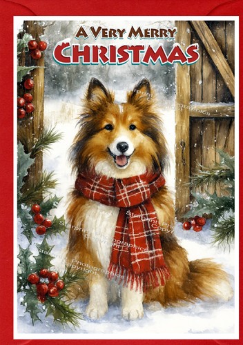 Shetland sheepdog sheltie - shetland, /