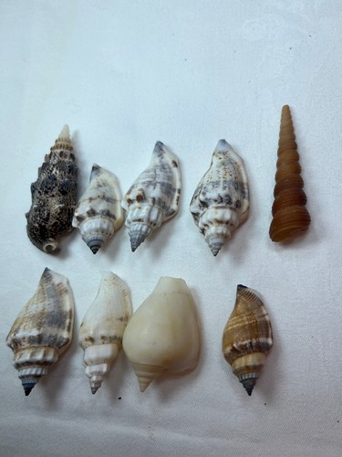 Collection small sea - , shells