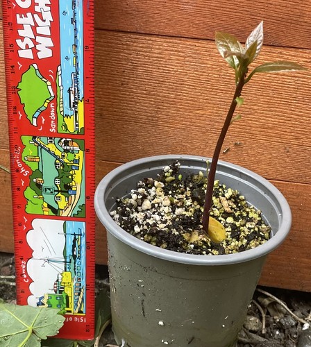 Live avocado plant - avocado, healthy