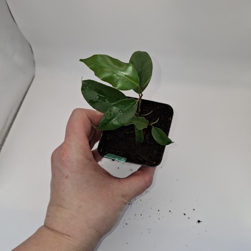 Ficus benjamina young tree - young,