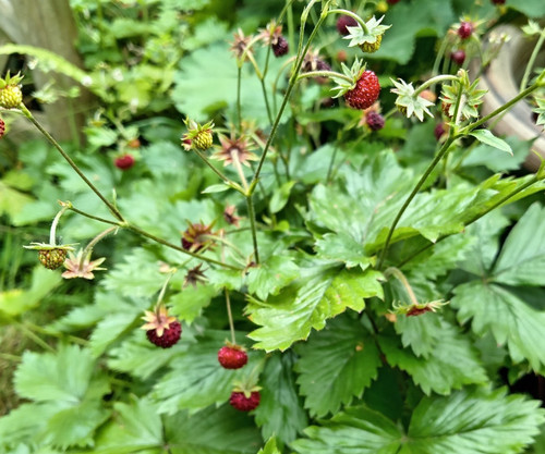 Wild alpine strawberry - x,