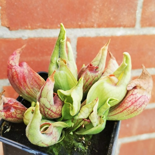 Sarracenia purpurea subsp - sarracenia,
