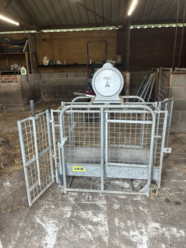 Sheep lamb weighing - sheep,