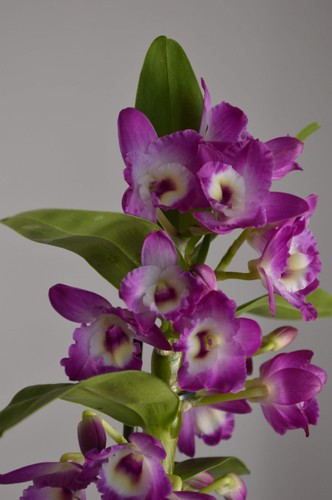 Akatsuki purple dendrobium - akatsuki,,