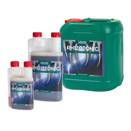 Canna rhizotonic root - canna,
