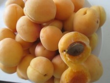 SWEET SEKERPARE APRICOT TREE -