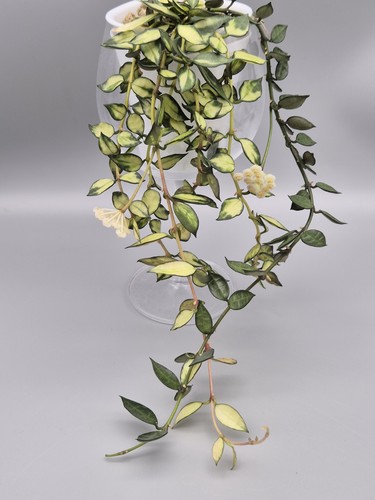 Rare hoya lacunosa - rare,