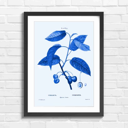 Vintage cherry botanical - cherry,