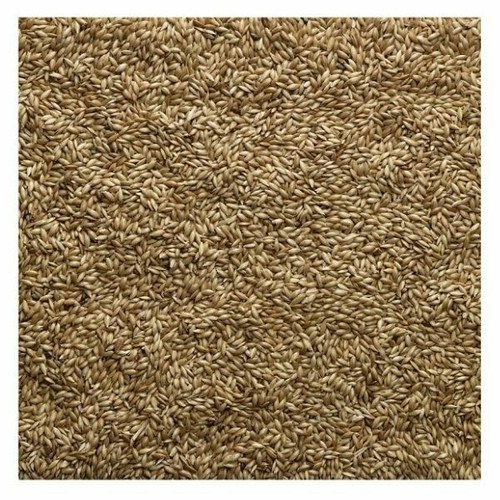 Bucktons canary seed - seed, 1kg
