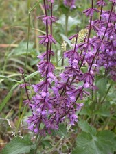 Judean Sage - Salvia judaica - Jüdischer Salbei - 5+ seeds - Samen - F 238
