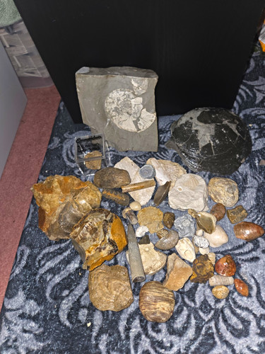 Fossils lot matrix slab - lot, &