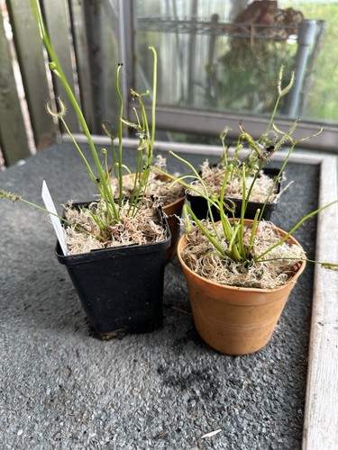 Drosera binata tform narrow - 'tform',,