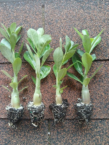 Desert rose live - live, plants,