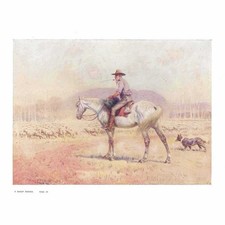 AUSTRALIA A Sheep Driver - Antique Print 1911