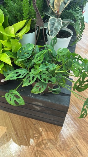 Monstera adansonii swiss - monstera, adansonii,